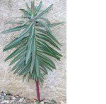 plante inconnue3.JPG