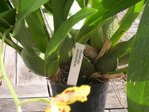 orchidees 054.JPG