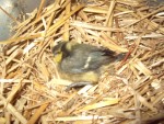 poules poussins et fleurs diverses 038.jpg
