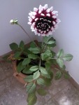 dahlia.jpg