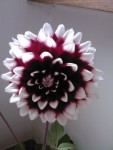 Photo0001.jpg