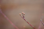 IMG_4081.jpg