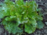 grenobloise sous serre.jpg