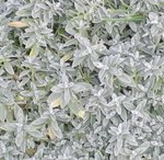 Imgp0215_detail.jpg