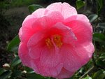 Camellia 'Donation'