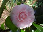 Camellia 'Marguerite Gouillon'