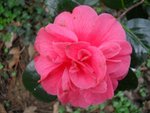 Camellia 'Paolina Guichardini'