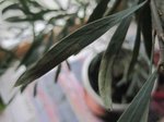 IMG_3182.JPG