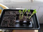 semis courgette 012.jpg