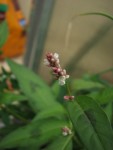 IMG_6439.JPG