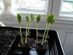 semis courgette 003.jpg
