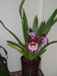miltoniopsis.JPG