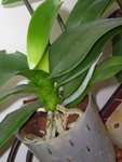 phal.JPG