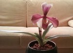 mon paph : actuellement il n'a plus de fleur mais je crois qu'il me prépare une nouvelle pousse :)