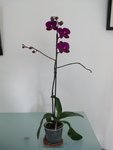 mon phal mauve : actuellement il ne lui reste plus qu'une seule fleur mais il fait lui aussi une nouvelle tige sur sa hampe