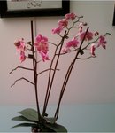 mon phal rose : actuellement il ne lui reste plus que 3 fleurs mais il fait aussi plusieurs ramifications
