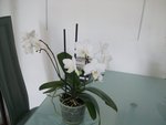 et voilà mon nouveau, c'est un phalaenopsis à petite fleurs blanches en excellente santé, je l'ai acheté hier chez vacherot et lecoufle (dailleurs la serre est superbe, il faut absolument y aller, elle vaut le détour et les gens sont très sympas.) actuellement il tel qu'on le voit sur la photo (la photo date de ce matin.