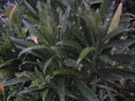 Photo0150.jpg
