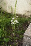 DSCF5117 (Medium).JPG