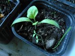 aubergine du 9-2.jpg