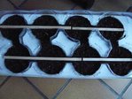 semis de tomates.jpg