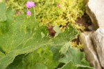 DSCF5106 (Medium).JPG