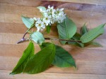 Les fleurs ont une délicate odeur sucrée.