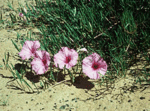ScreenHunter_02 Feb. 27 21.19.gif