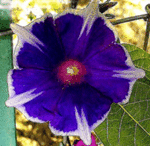 ScreenHunter_02 Feb. 28 15.19.gif