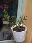 IMG_0376.JPG