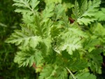 plant.inconnues002 001.jpg
