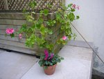 pelargonium et cyclamne.JPG