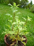 plant.inconnues002 003.jpg