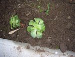 succulentes.JPG