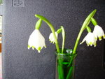 Petite fleur.JPG