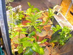 DSCN1010.JPG