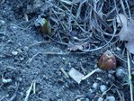 fritillaire impériale.jpg