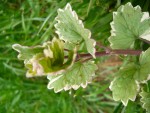 plant.inconnues002 007.jpg