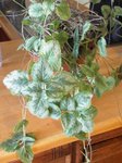 plante2.JPG