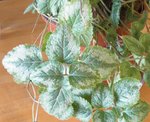 plante3.JPG