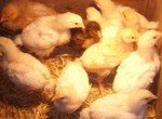 poussin2.jpg