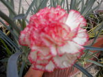 DSCN1096.JPG