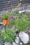 fritillaire impériale.jpg