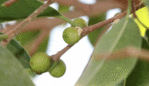 IMG_8819.gif