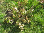 IMG_0725.jpg