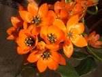 fleur.JPG