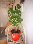 FLEURS 008.jpg