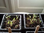 potager 012.jpg