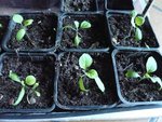 aubergines.jpg