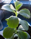 bouture kalanchoe.JPG